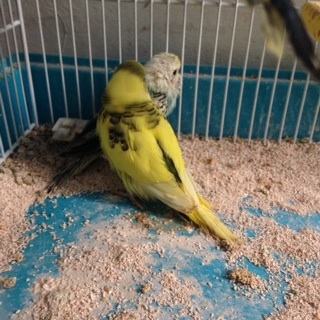 Nuovi pulli