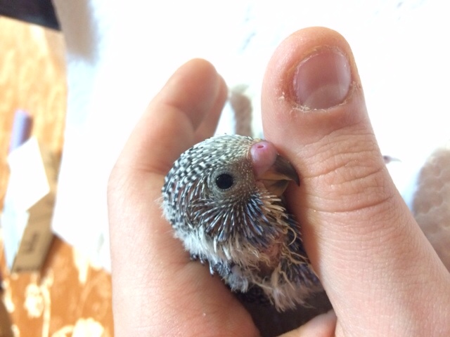 Aiutooo