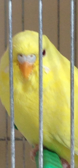 Sesso cocorita lutino