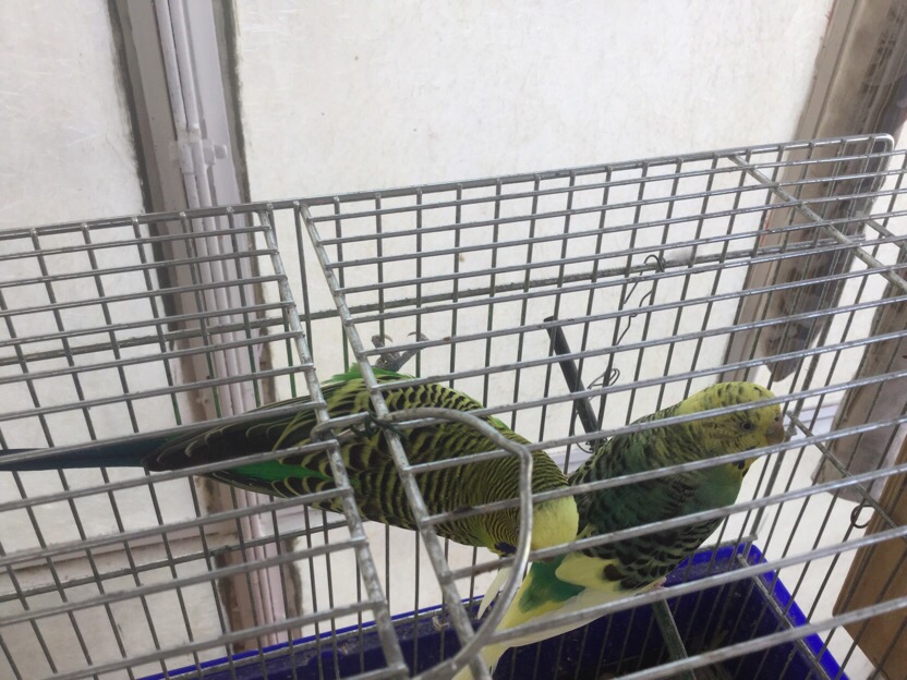 Lilli e Icaro