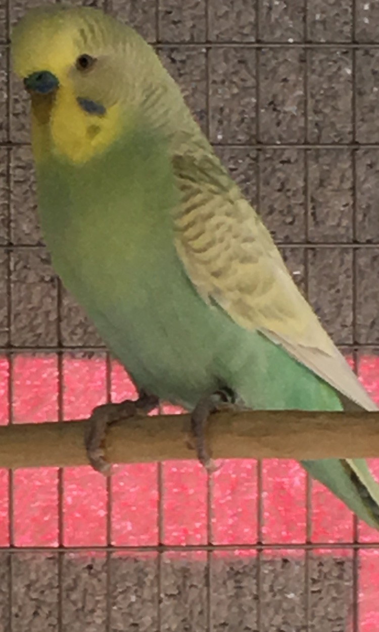 Mutazione cocorita
