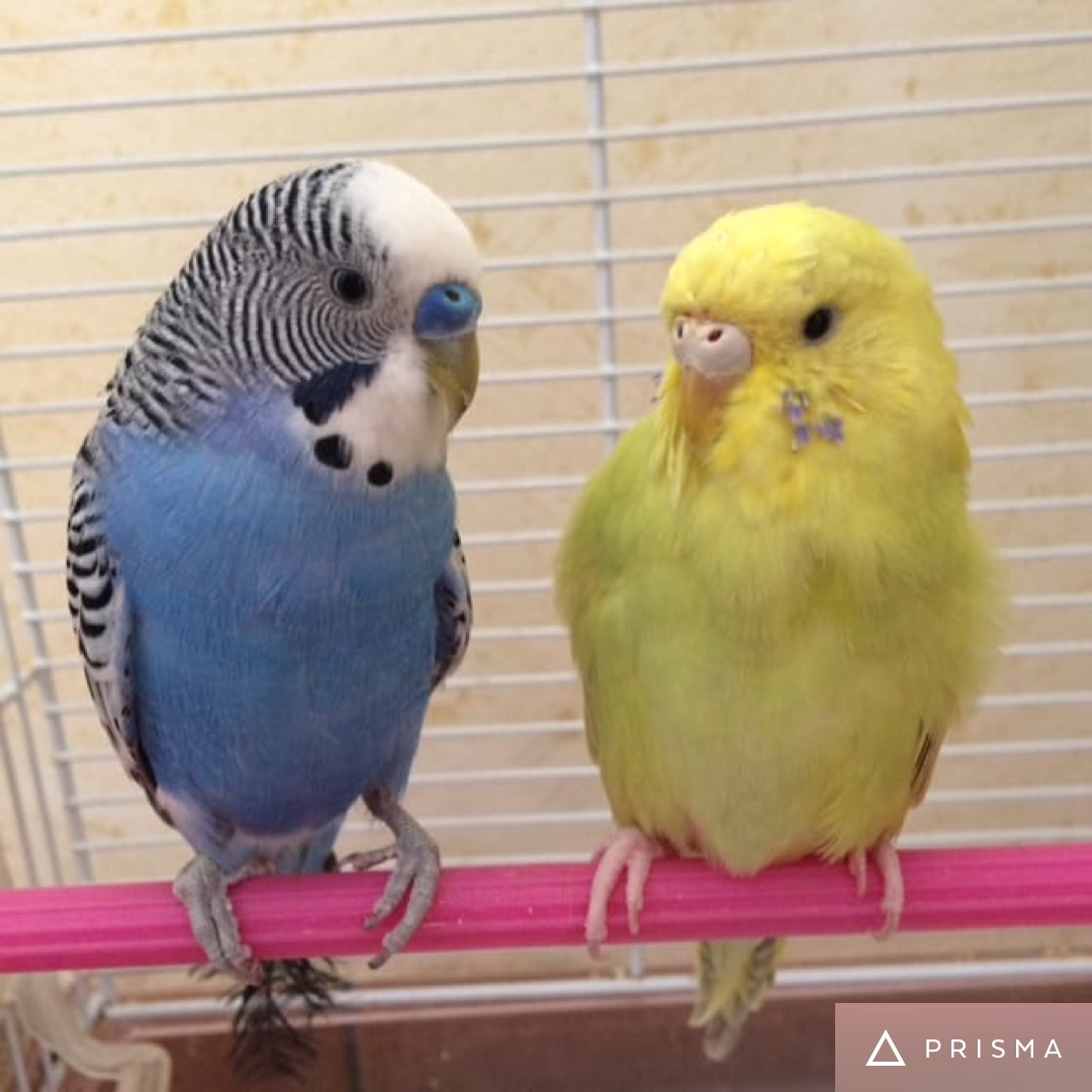 Zampette