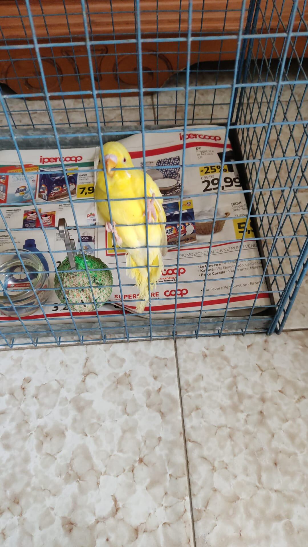 Maschio o Femmina?