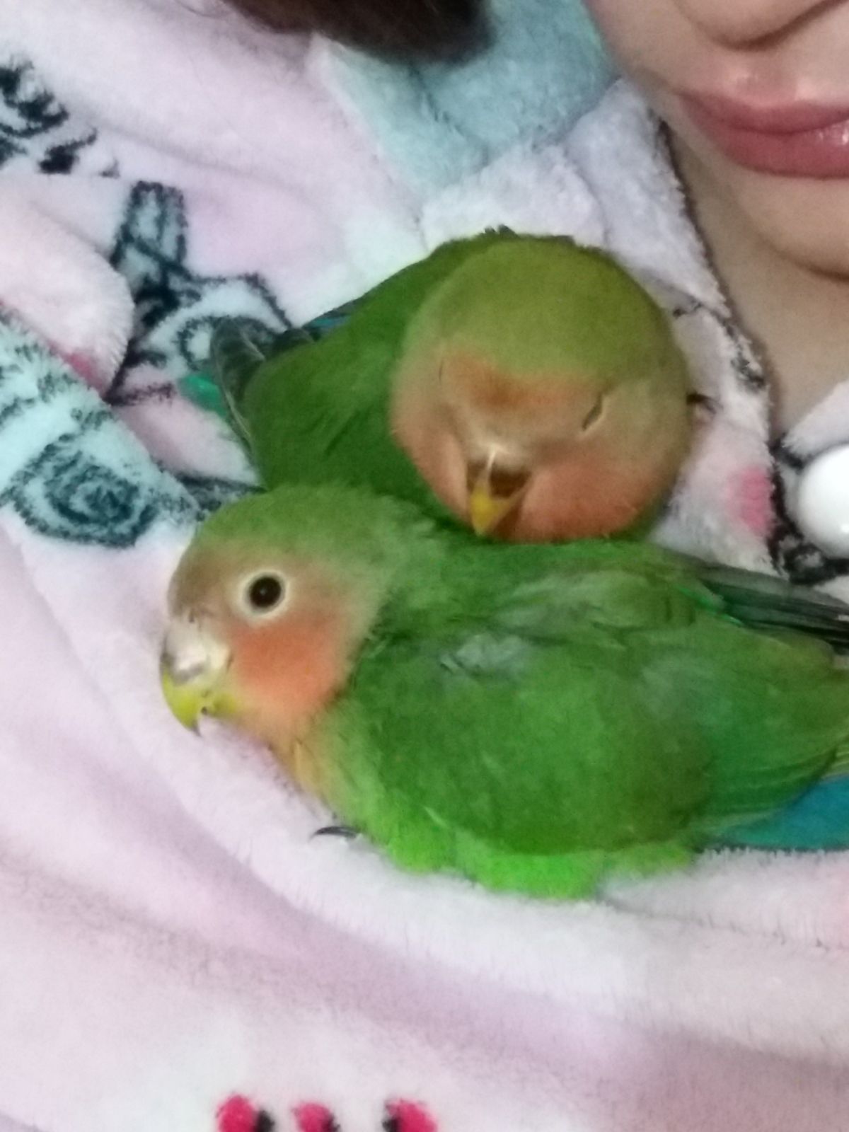 inseparabile