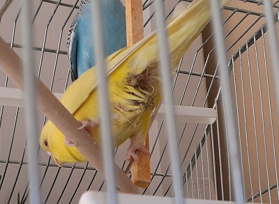 culettino sporco