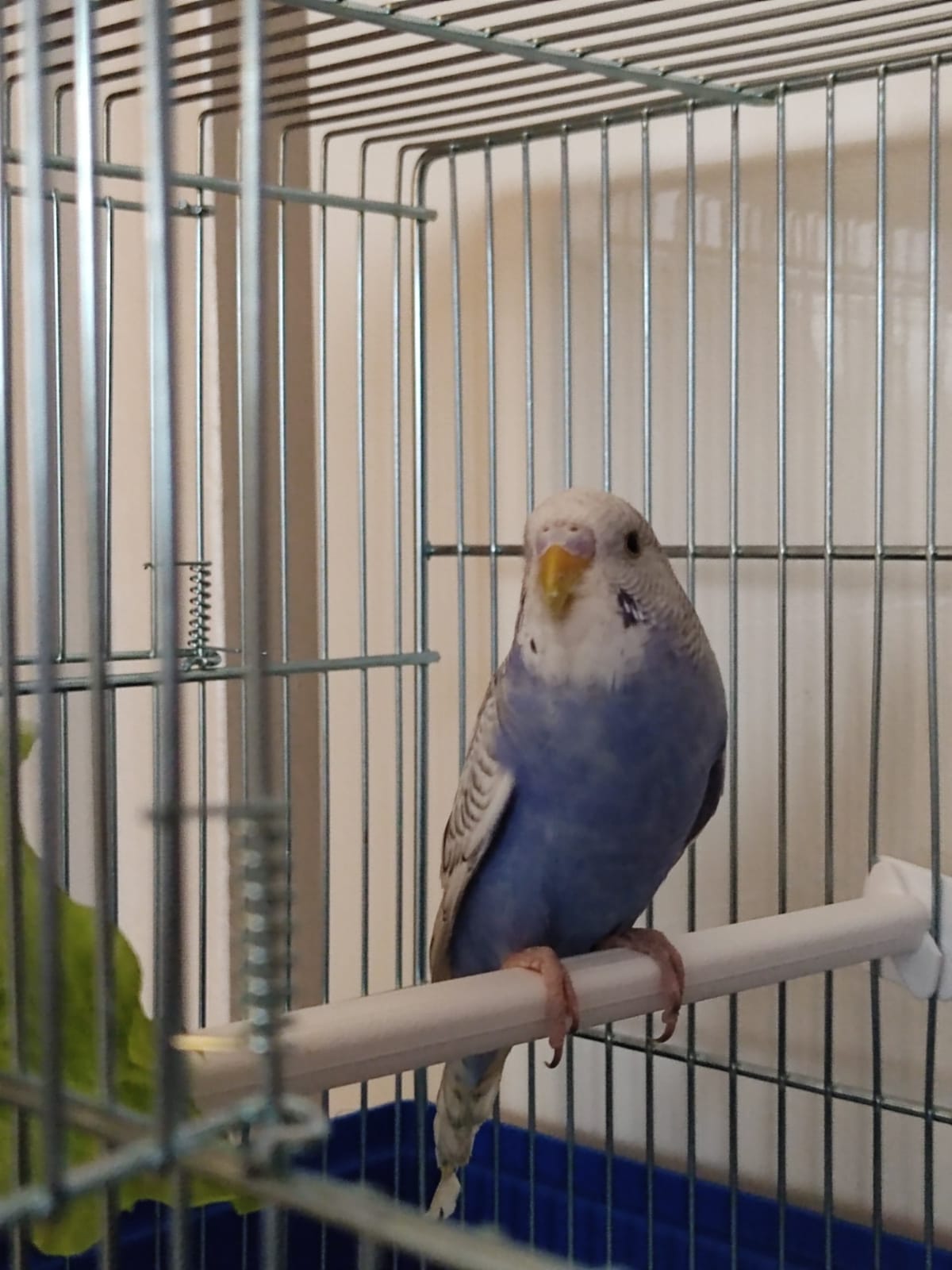 Aiuto! Voglio prendereun compagno alla miacocorita (appena portataa casa oggi)