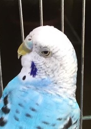 Palpebra abbassata
