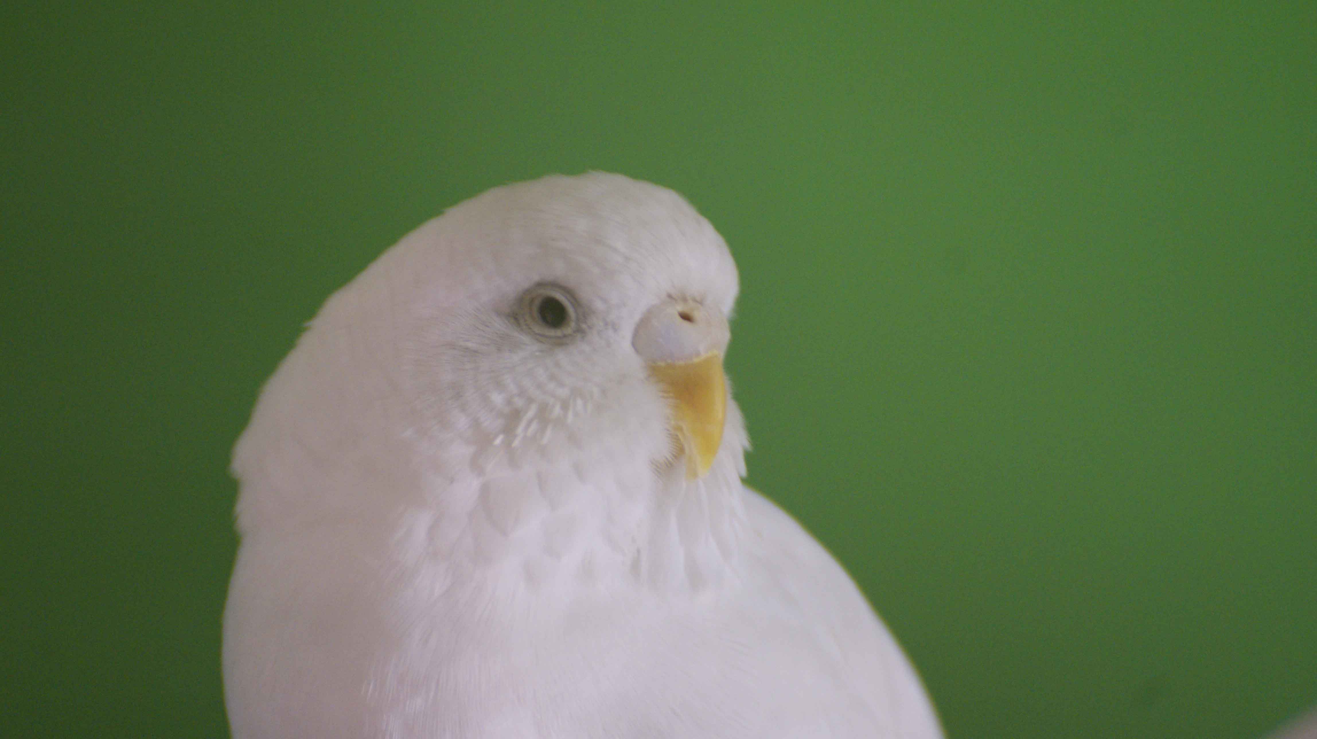 Cocorita Albino -...