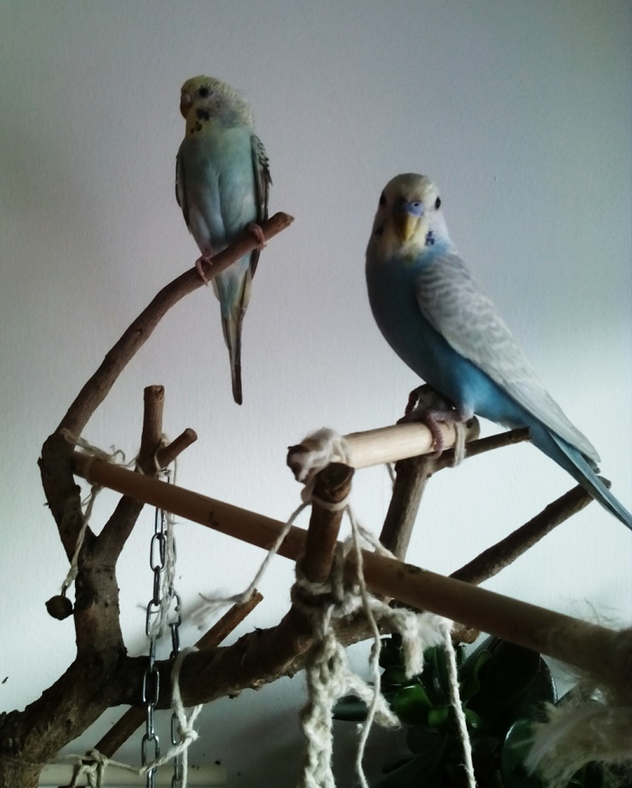 PeeWee&Spritz
presentazione e una
domanda sul
comportamento.
