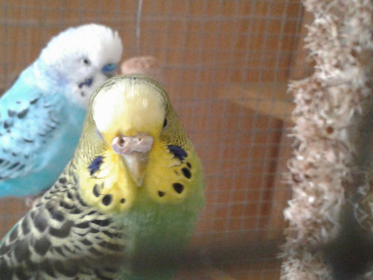 Problema al naso