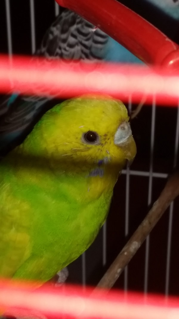 acari?