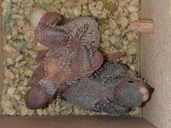 Pulizia nido