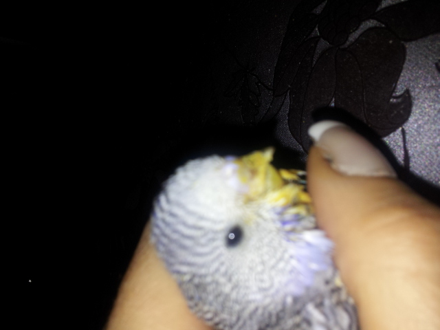 Il mio primo pullo!