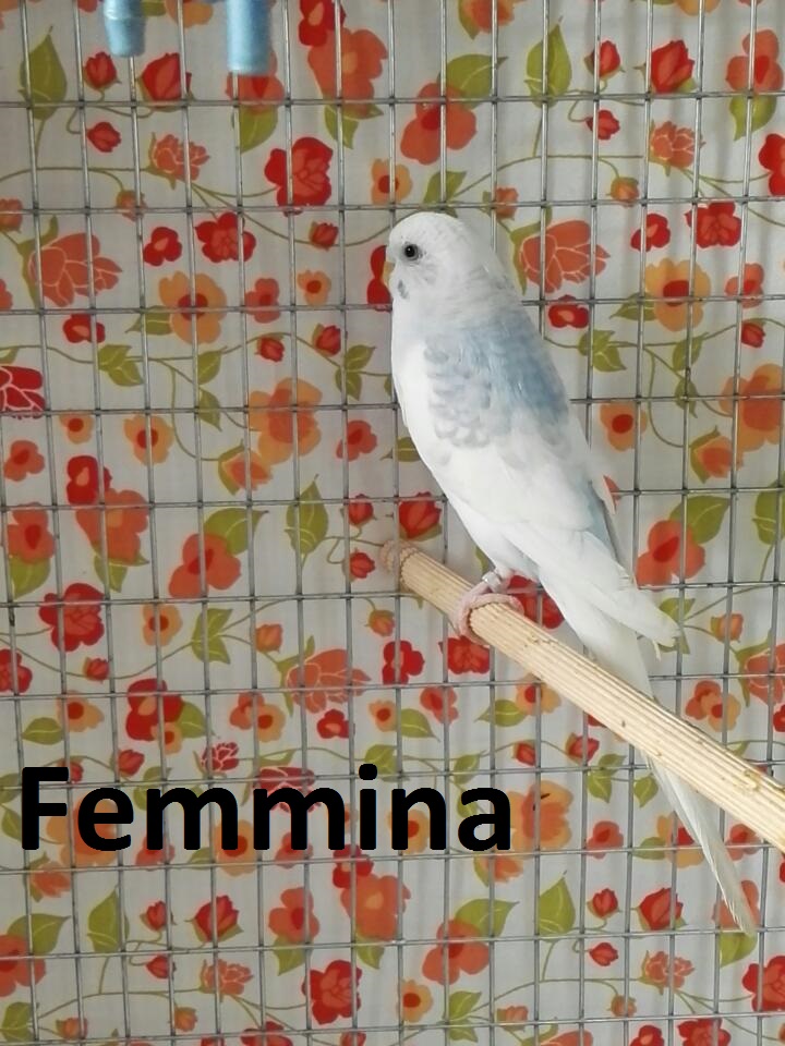 Nuovo Inserimento