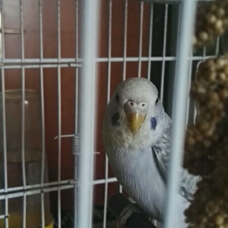 Sesso coco