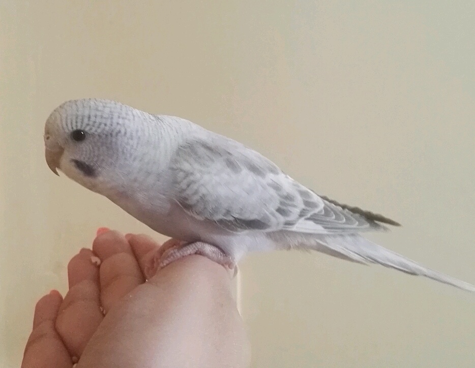 Sesso coco
