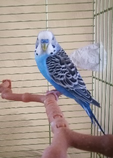E' arrivato Cielo