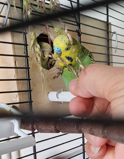 Una spiga per due?