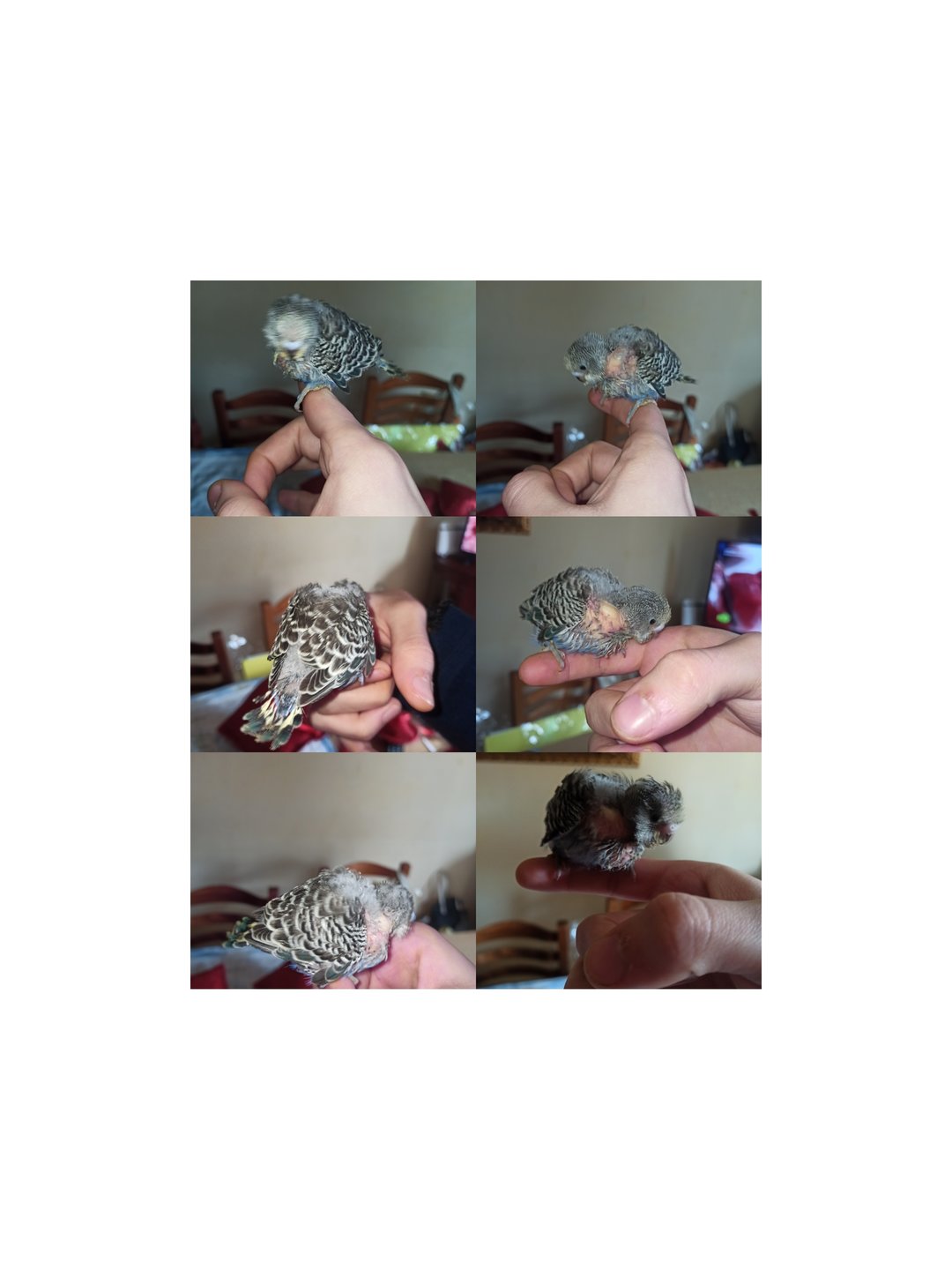 Pullo poco sviluppato