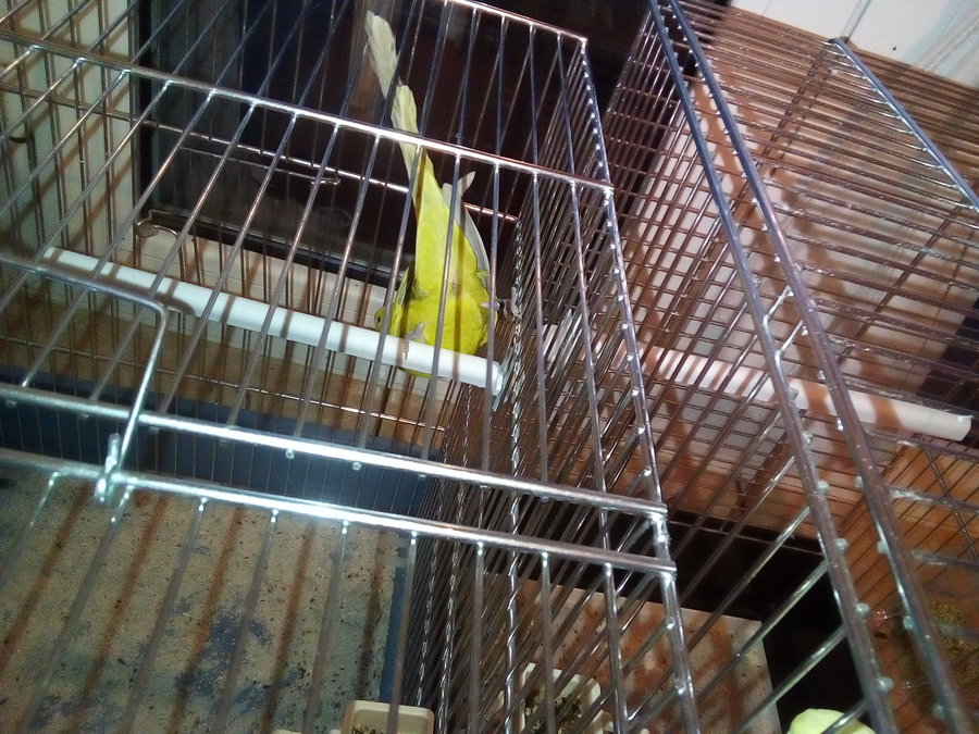 rumori anomali