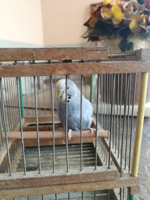 Aiuto sesso e mutazione