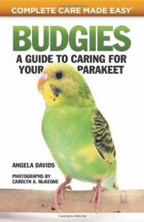 Budgies: A Guide to Caring for Your Parakeet