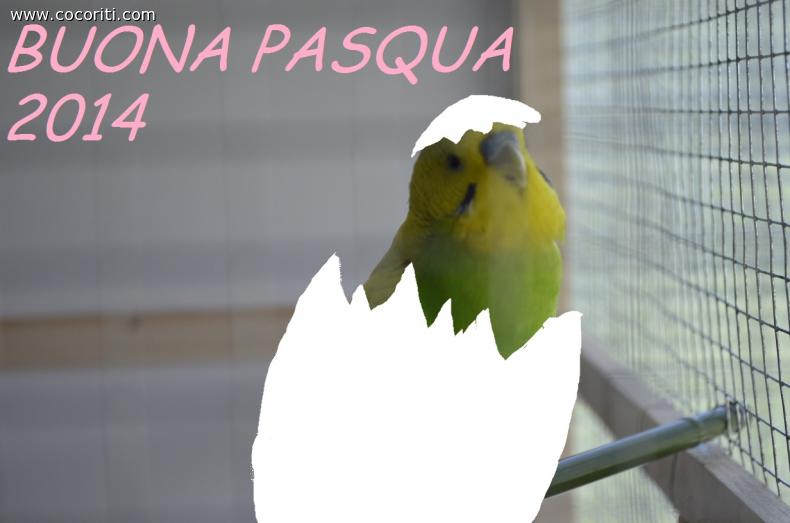 Che bella sorpresa