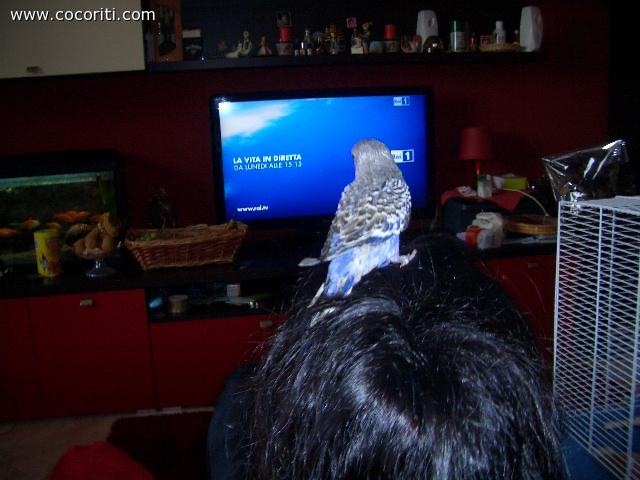 COCCORITO