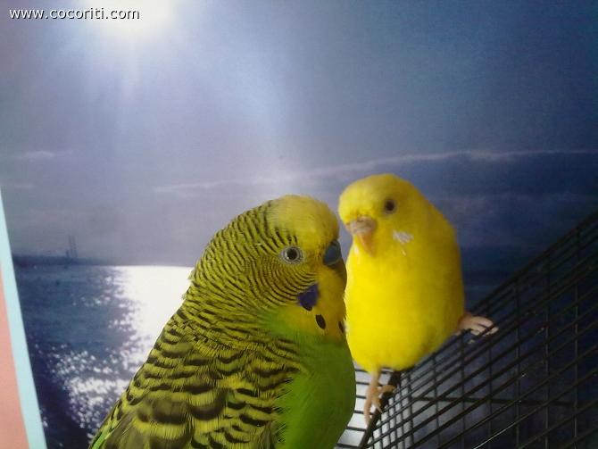 Flashina e Morgan