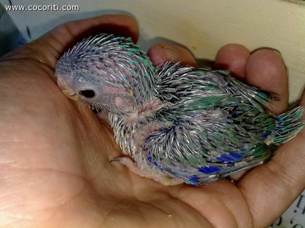 Ichi