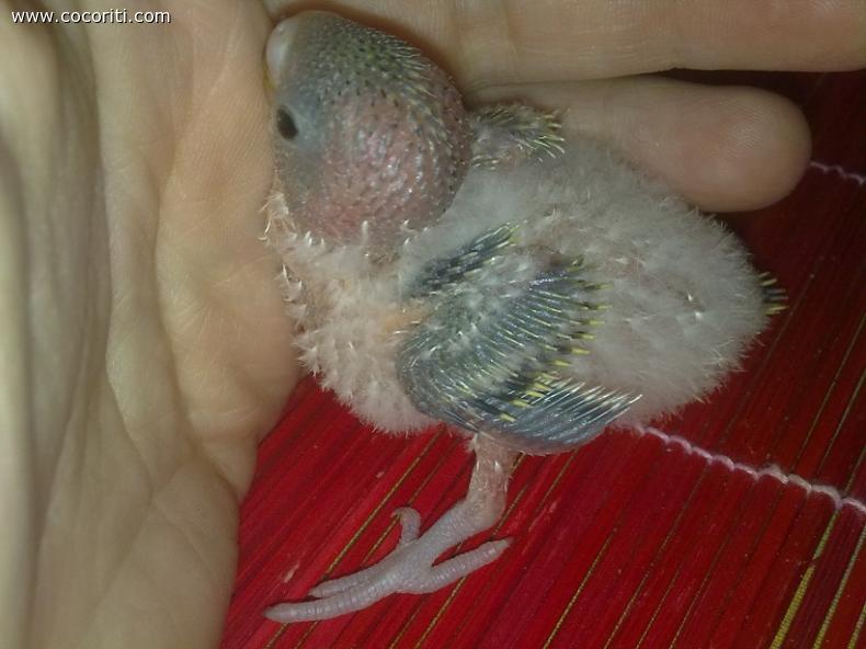 pullo pecorella