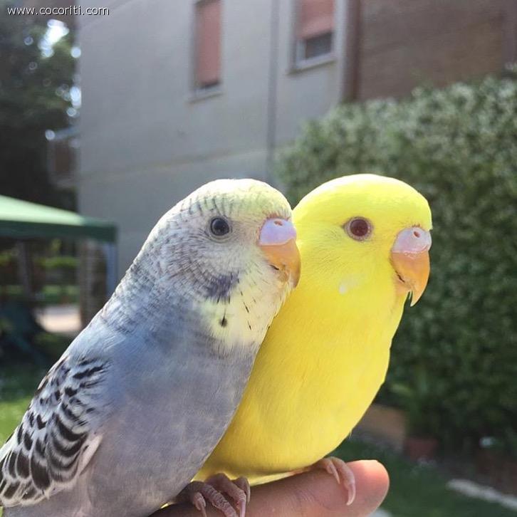 le mie coco