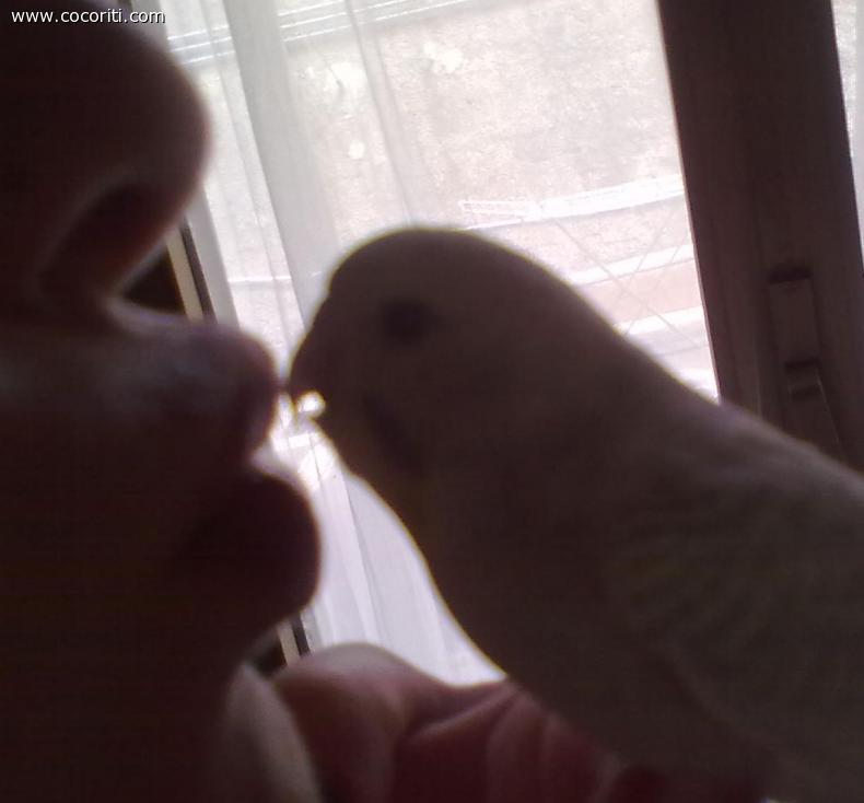 bacetto