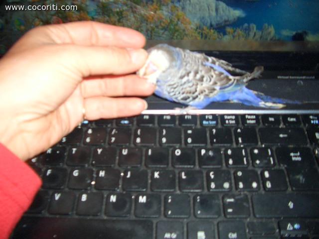 coccole