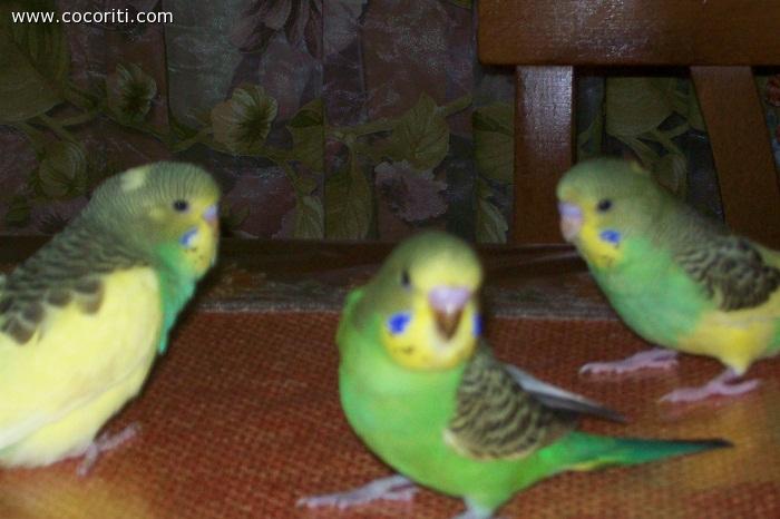 I tre moschettieri