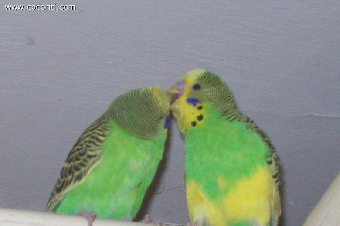 Coccole tra fratelli