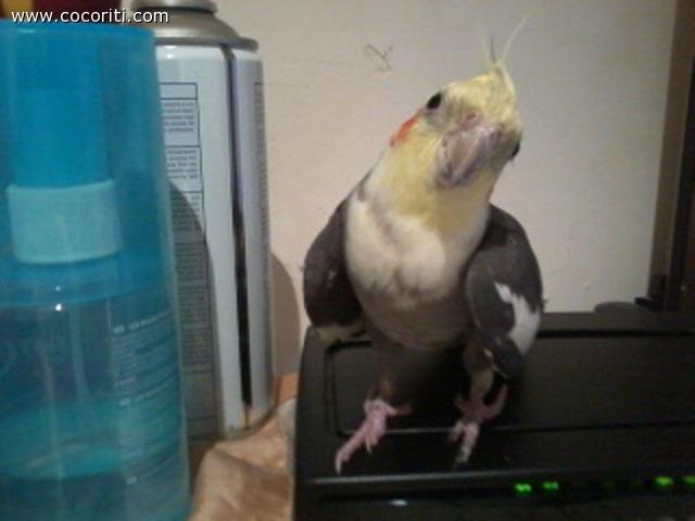 clementina