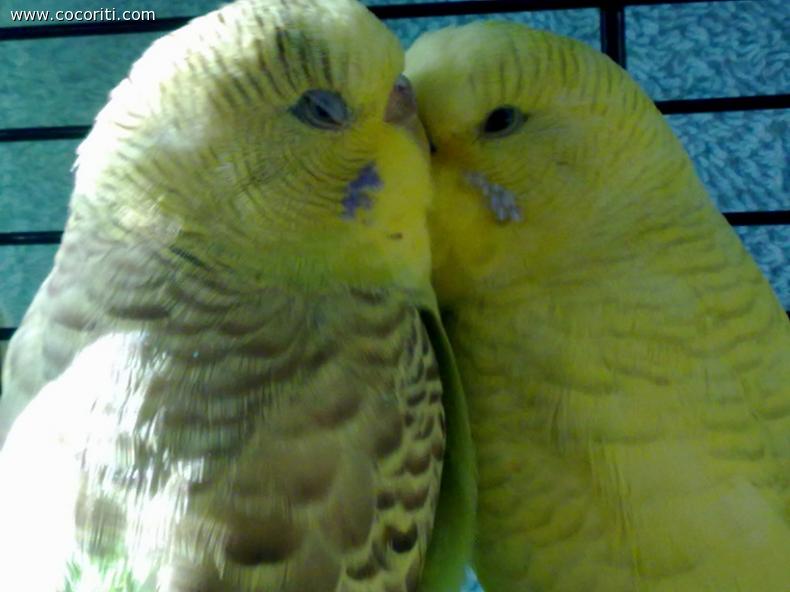 amore della casa