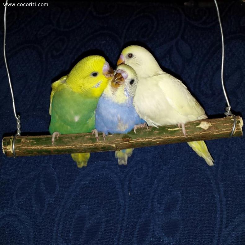 Lola-Pepe Anna
