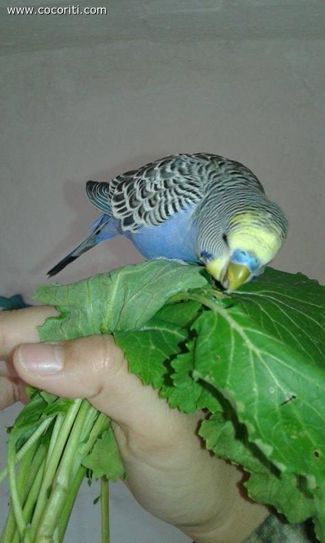 Gabry