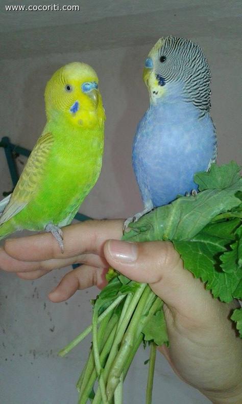 Lino e Gabry
