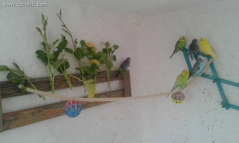 Broccoletti per loro