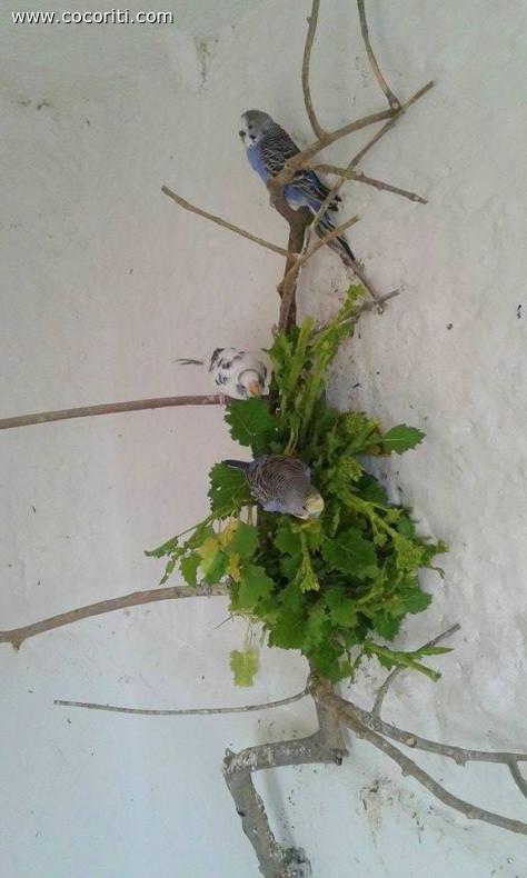 Colto dall' orto e mangiato