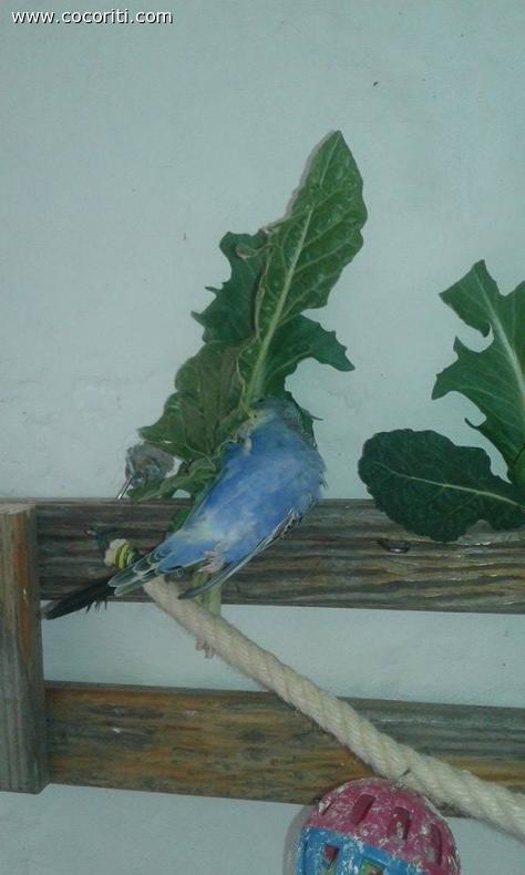 Equilibrista 2