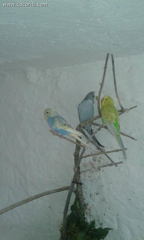 Trio
