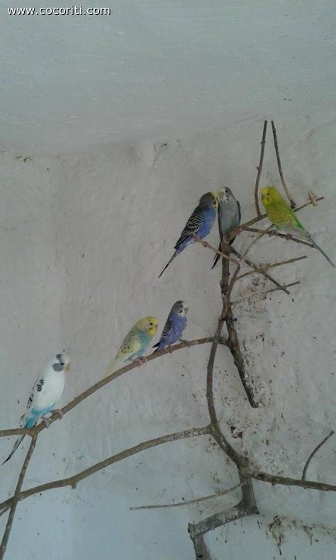 Loro