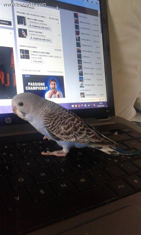 Mi fa compagnia davanti al pc