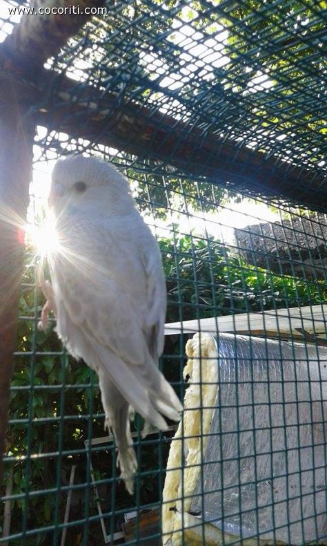 pullo/a