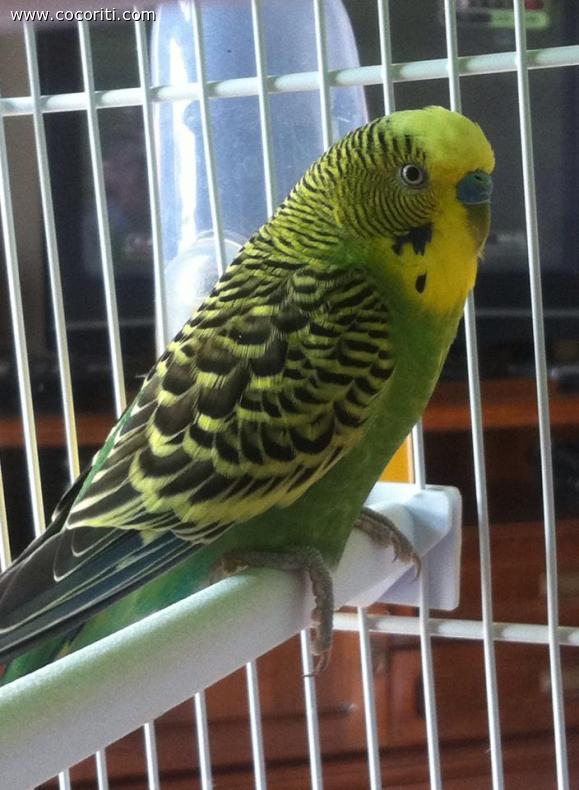 Annibale
