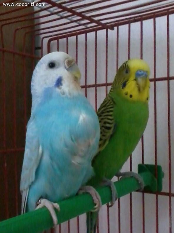 i miei coco